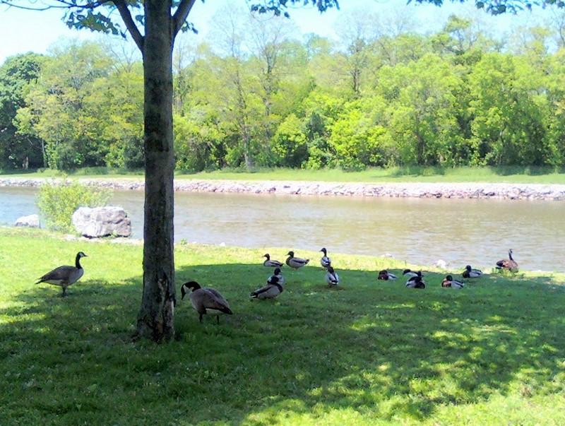 Even more geese